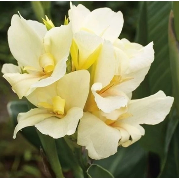 Canna  Alaska, több töves, erős növények