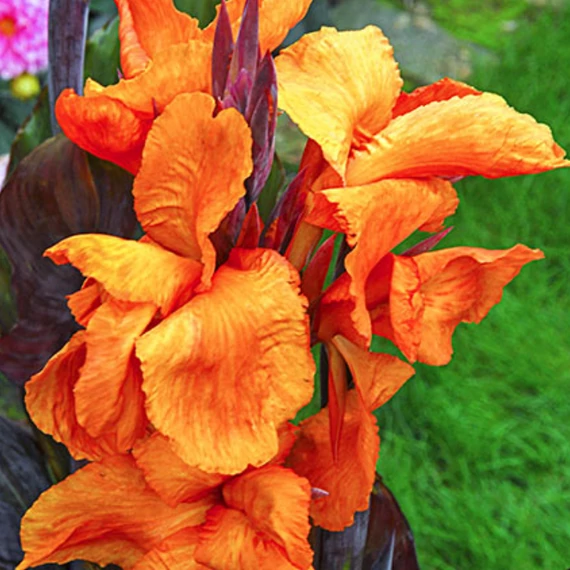 Canna Wyoming