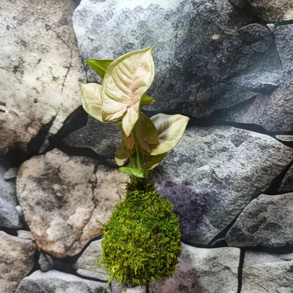 Syngonium 'Neon robusta' kokedama