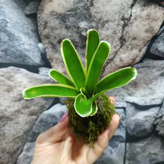 Neoregelia hybrid kokedama
