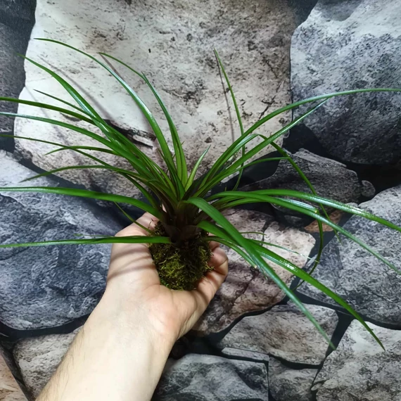 Tillandsia cyanea kokedama