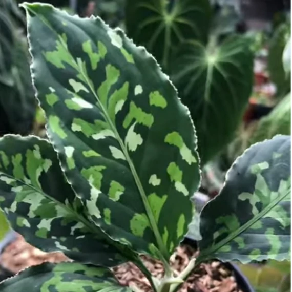 Aglaonema pictum tricolor