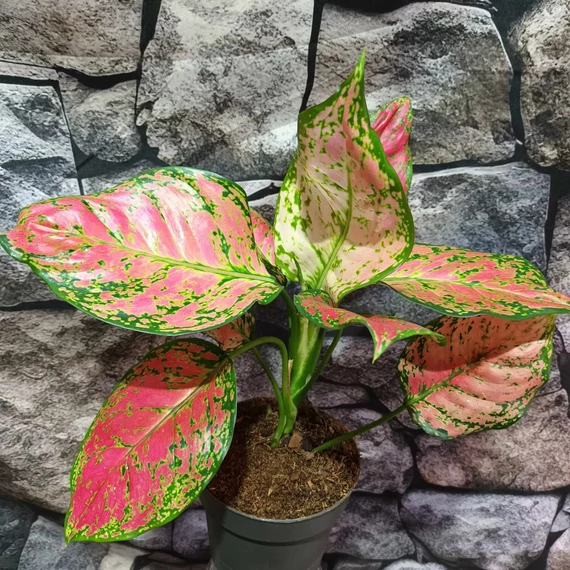 Aglaonema 'Crimson Love'