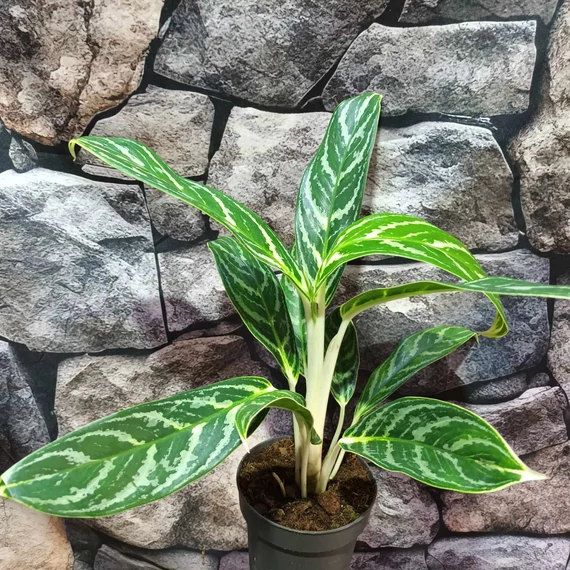 Aglaonema 'Ivy Green'