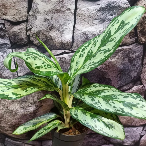 Aglaonema 'Laurel Green'