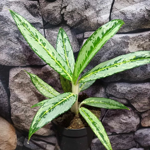 Aglaonema 'Matcha Lemon'