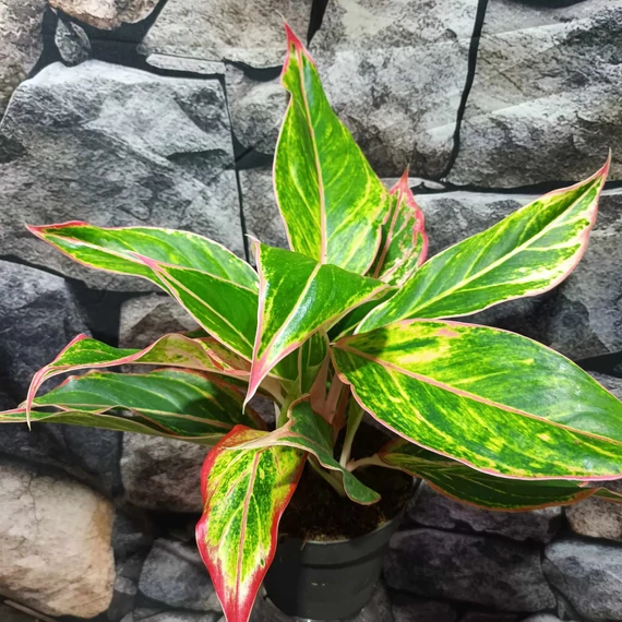 Aglaonema 'Jungle Light'