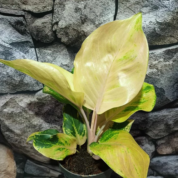Aglaonema 'Cricket Pink'