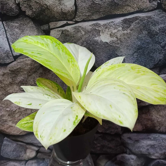 Aglaonema 'Arctic Lime'
