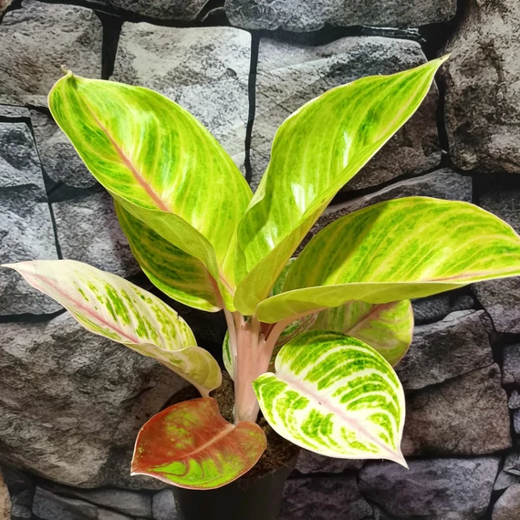 Aglaonema 'Rose Parakeet'