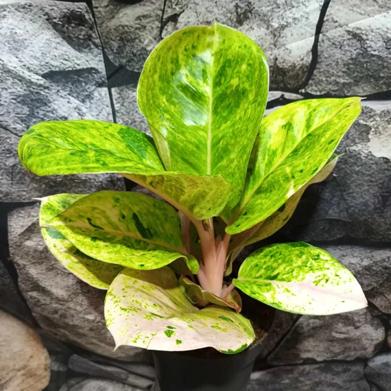 Aglaonema 'Apple Fantasy'