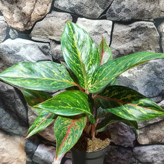 Aglaonema 'Pepper Bells'