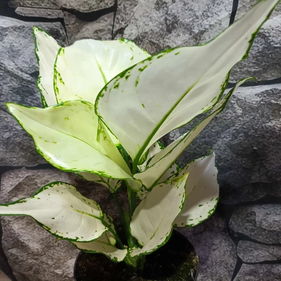 Aglaonema 'White Joy'