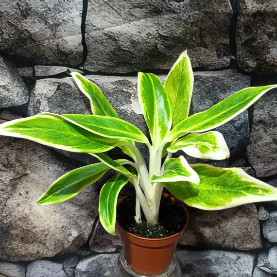 Aglaonema 'Lipstick Green'