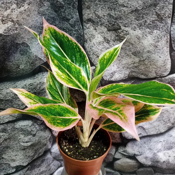 Aglaonema 'Lipstick Pink'