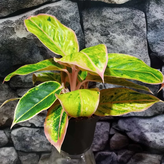 Aglaonema 'Salmon Fantasy'