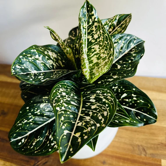 Aglaonema 'Tom's pride'