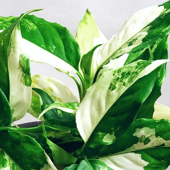 Aglaonema modestum 'Variegata'