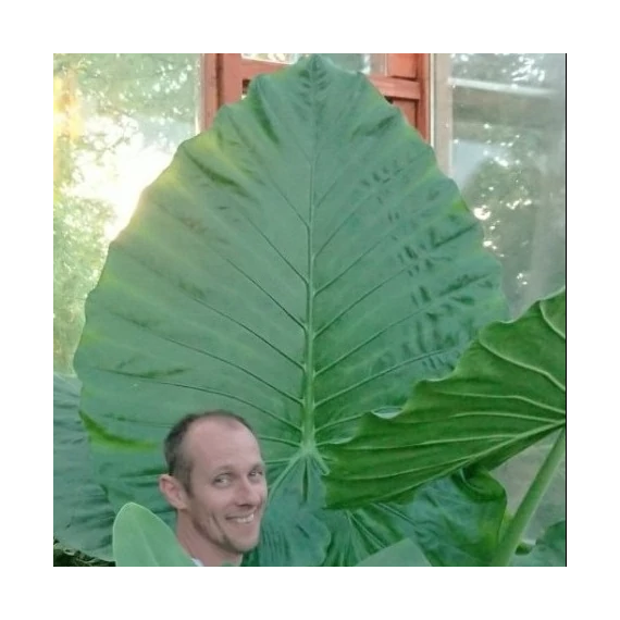 Alocasia calidora / óriás elefántfül