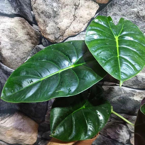 Alocasia  Golden Bone