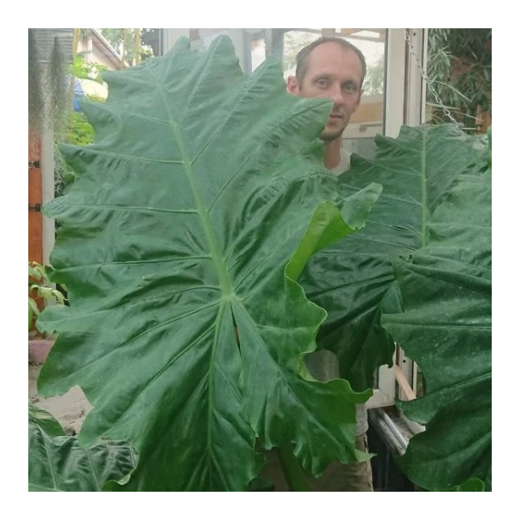 Alocasia Portodora - óriás elefántfül
