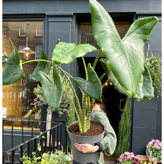 Alocasia zebrina