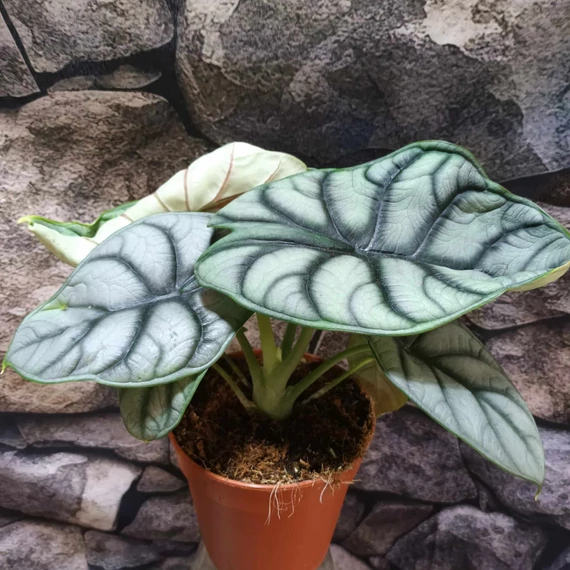 Alocasia Silver Dragon