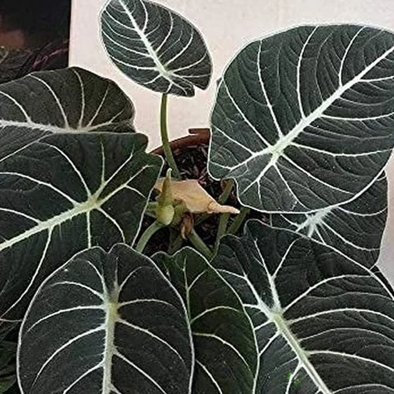 Alocasia 'Black Velvet'