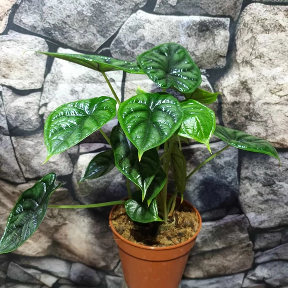 Alocasia baginda 'Dragon Scale'
