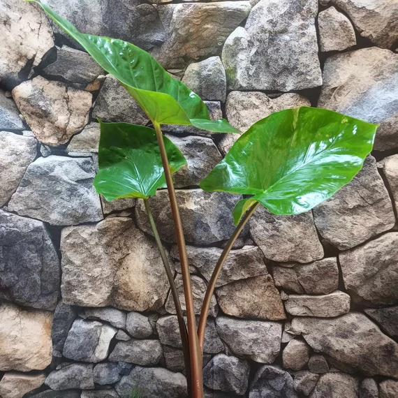 Alocasia 'Black Cobra' - óriás elefántfül, 1-2 leveles