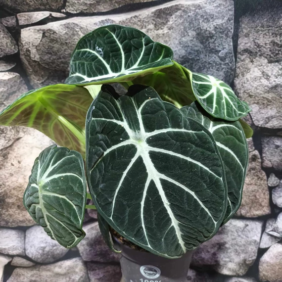 Alocasia "Ninja"értékcsökkent