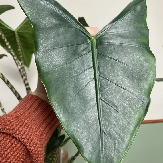 Alocasia zebrina 'Siberian Tiger'