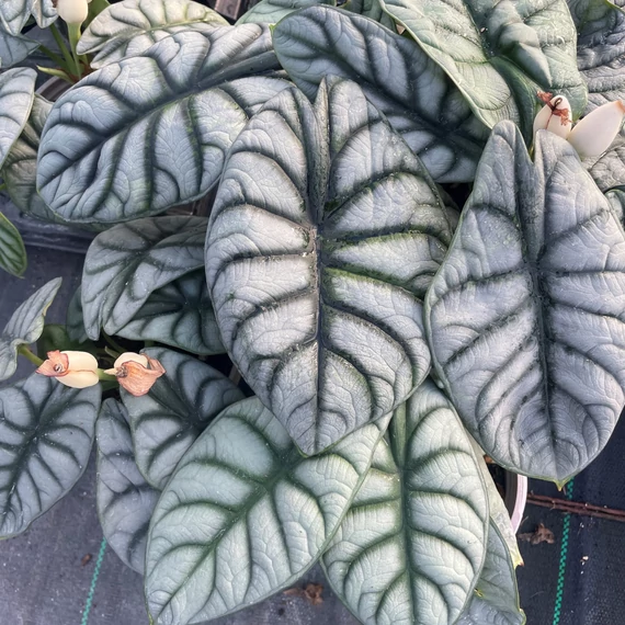 Alocasia 'Silver dragon'