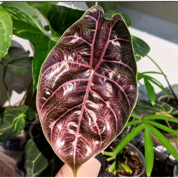 Alocasia azlanii