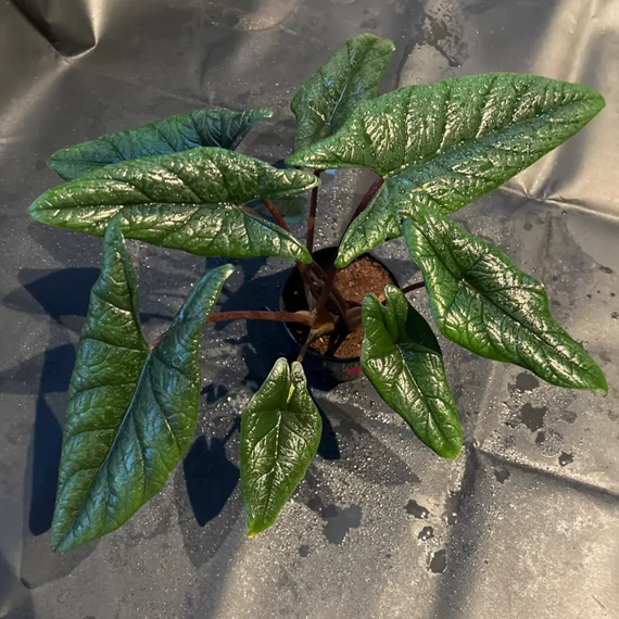 Alocasia scalprum