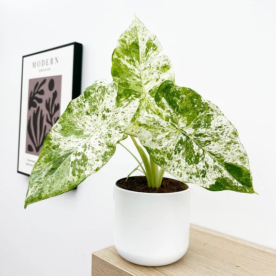 Alocasia macrorrhiza Camouflage