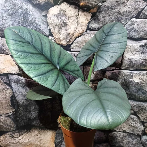 Alocasia bisma