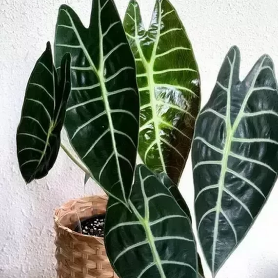 Alocasia longiloba 'Watsoniana'