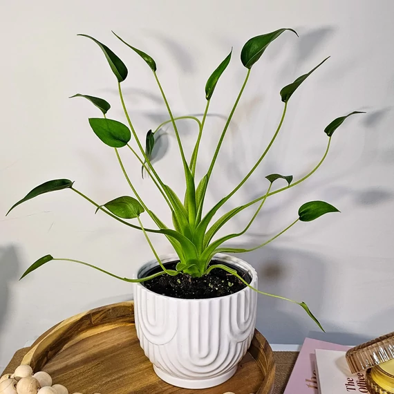 Alocasia 'Tiny Dancer'
