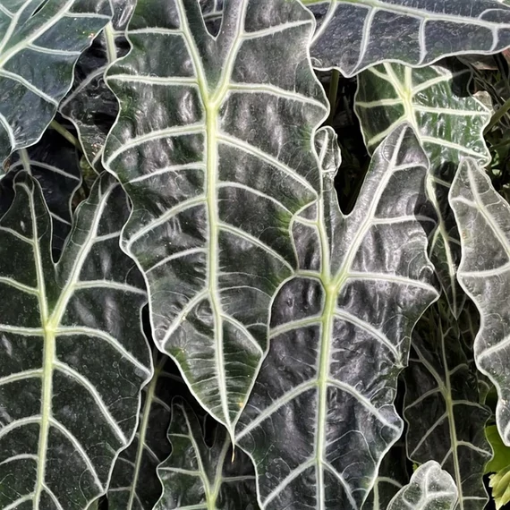 Alocasia Amazonica Dwarf
