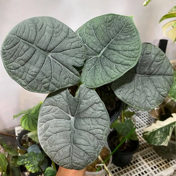 Alocasia melo, 1-2 leveles