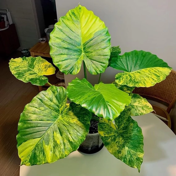 Alocasia gageana 'Aurea'