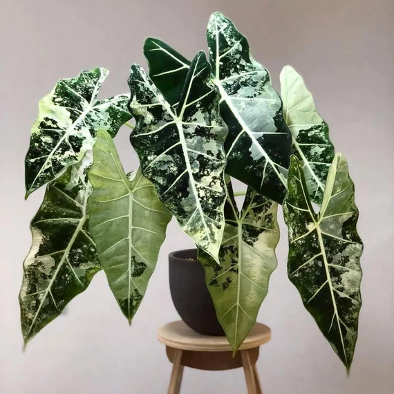Alocasia 'Frydek Variegata'