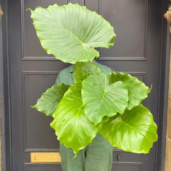 Alocasia gageana - elefántfül