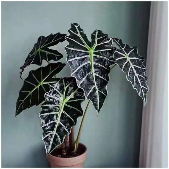 Alocasia 'Polly'