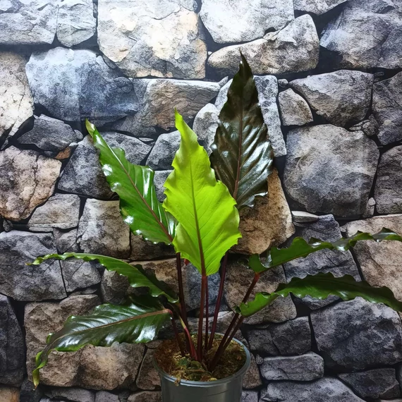 Anthurium Hookerii Black