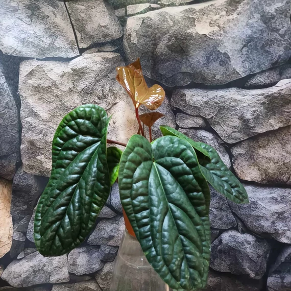 Anthurium Luxurians x Radicans csemete