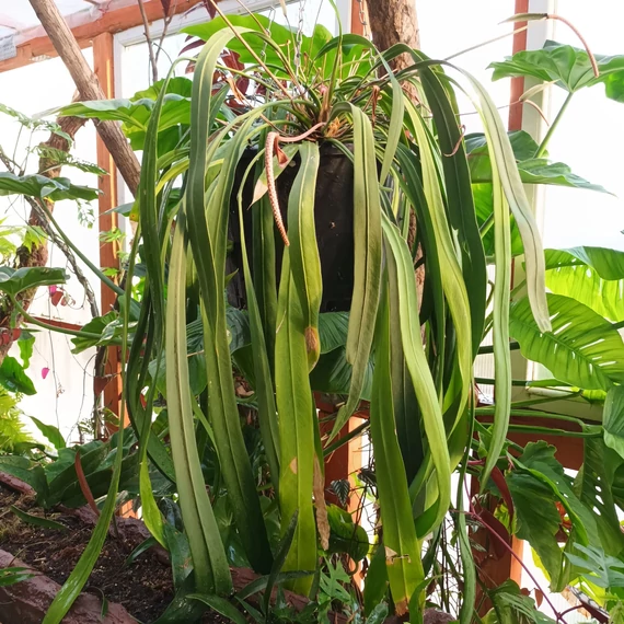 Anthurium Vittarifolium