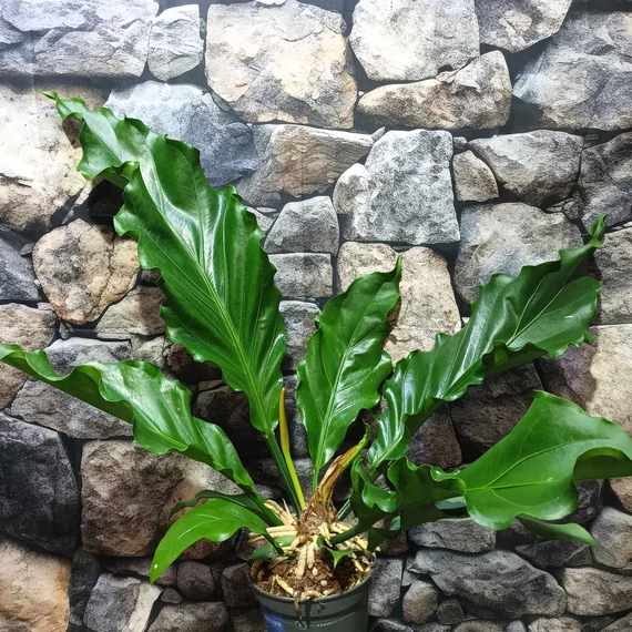 Anthurium plowmanii