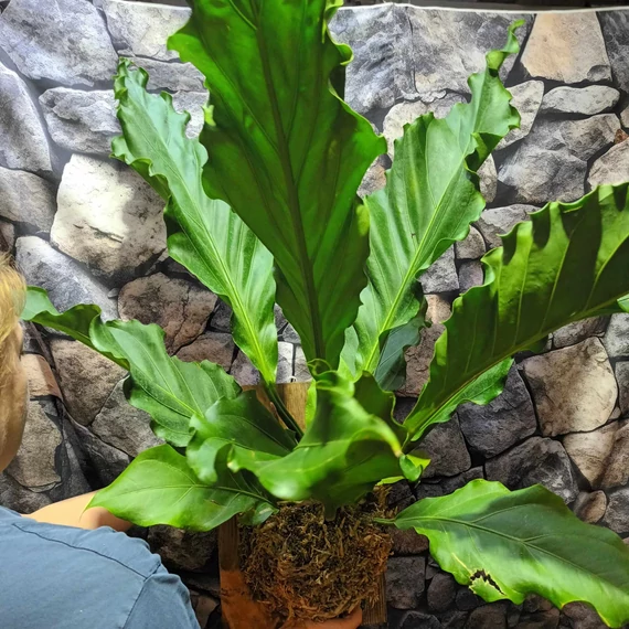 Anthurium plowmanii, falapra erősítve